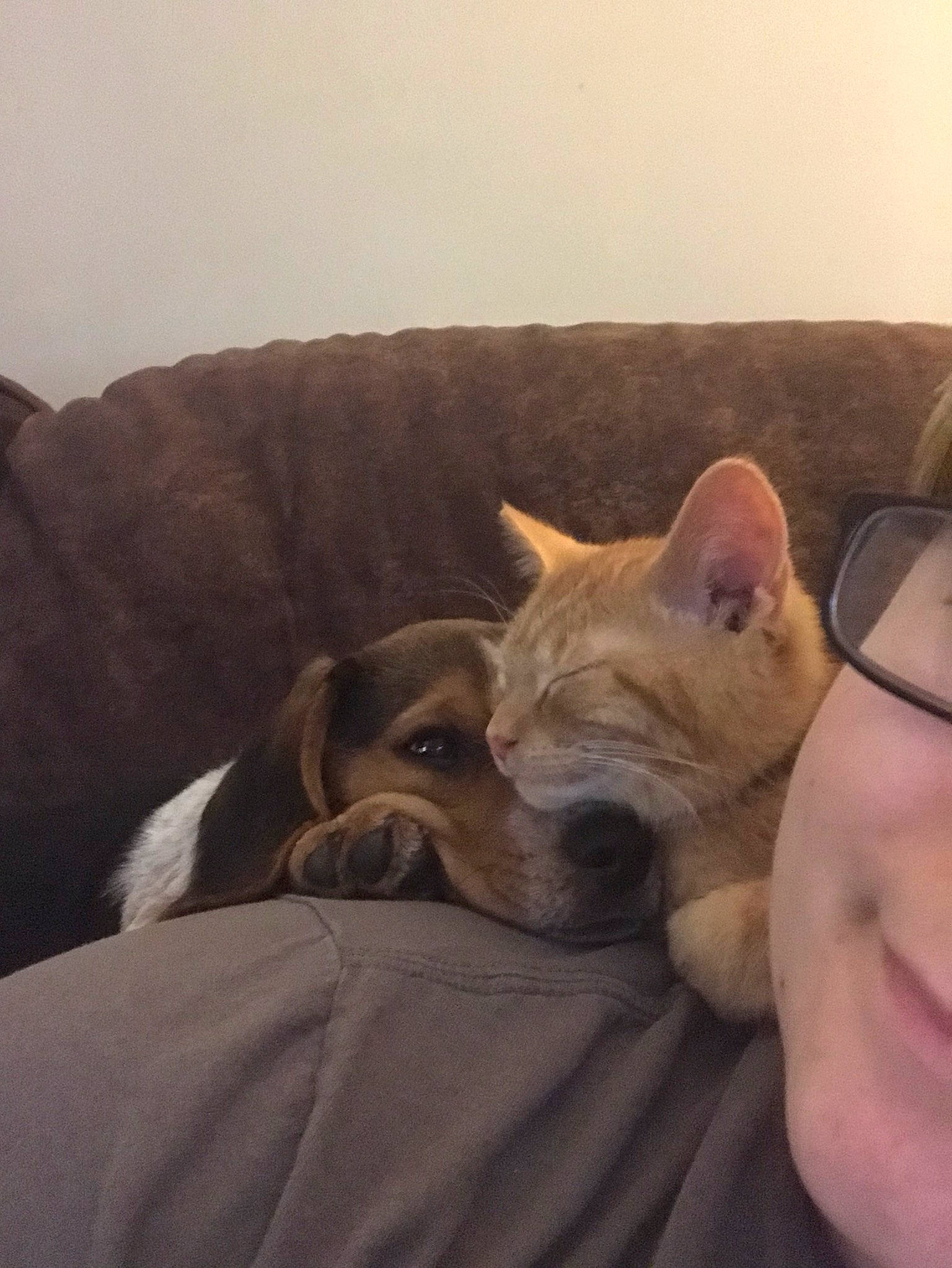 Beelzebub is registered to the contest to win money with this photo: carnivore, cloud, comfort, companion_dog, couch, dog, dog_breed, eyewear, fawn, felidae, fur, glasses, happy, linens, nap, small_to_medium_sized_cats, smile, snout, sporting_group, whiskers