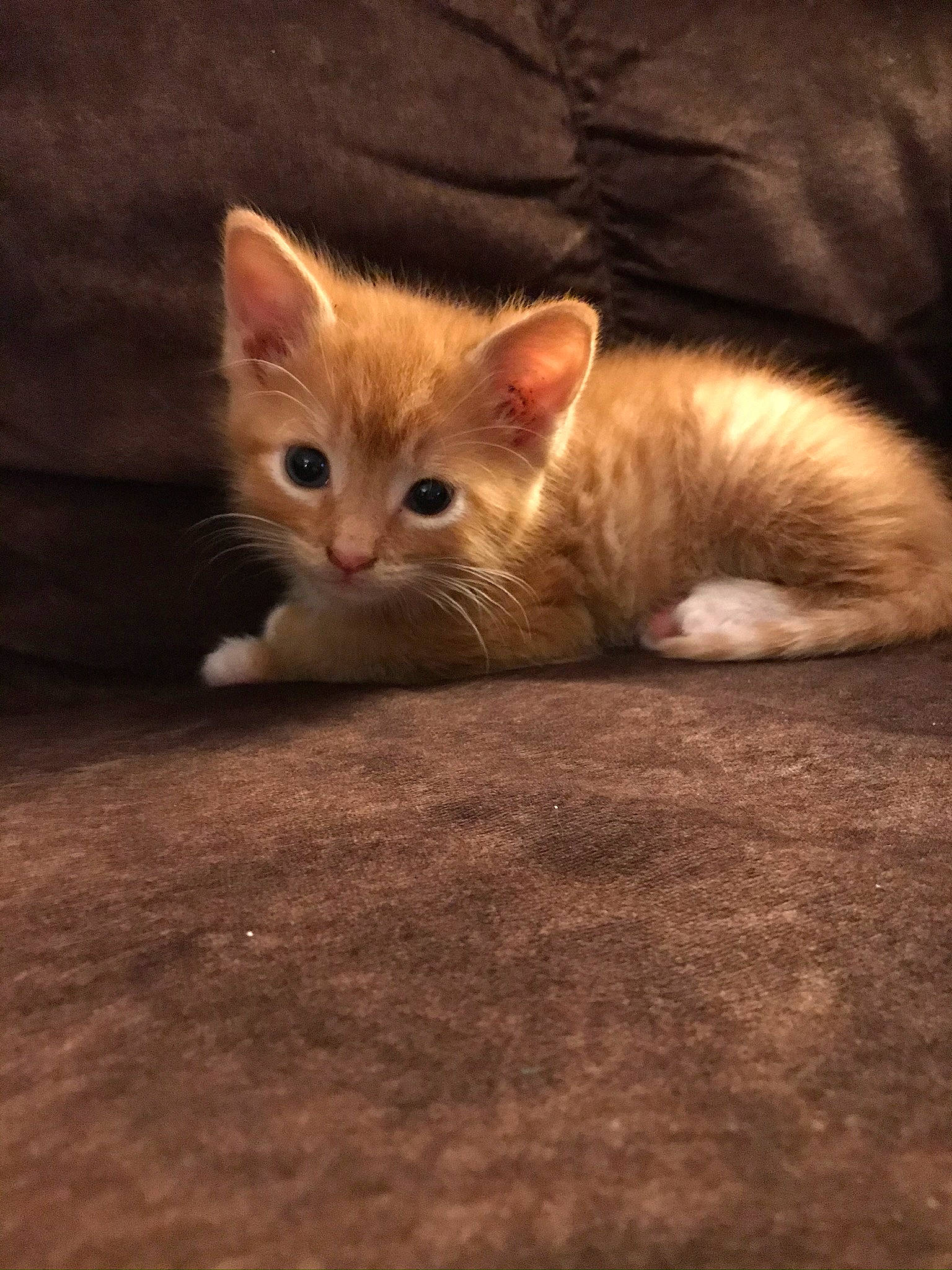 Beelzebub joined the competition — help win amazing prizes! carnivore, cat, claw, comfort, domestic_short_haired_cat, ear, eye, fawn, felidae, flooring, fur, hardwood, paw, small_to_medium_sized_cats, snout, tail, terrestrial_animal, whiskers, wildlife, wood