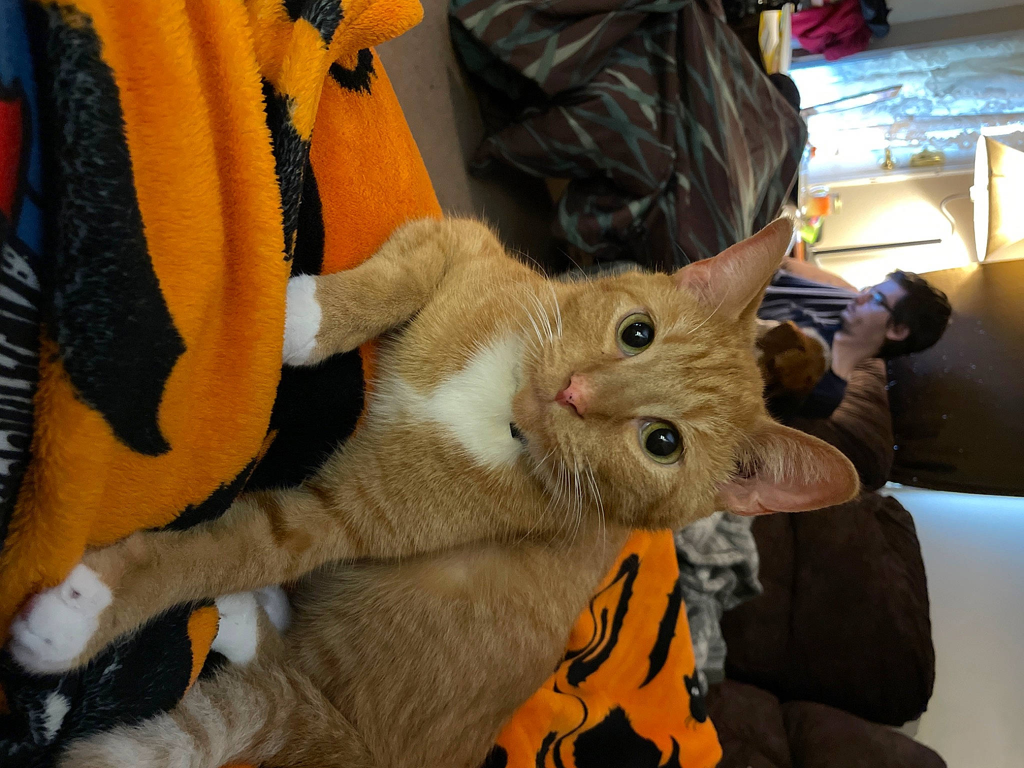 Beelzebub is registered to the contest to win money with this photo: bag, carnivore, cat, claw, comfort, domestic_short_haired_cat, fawn, felidae, fur, orange, paw, small_to_medium_sized_cats, tail, whiskers