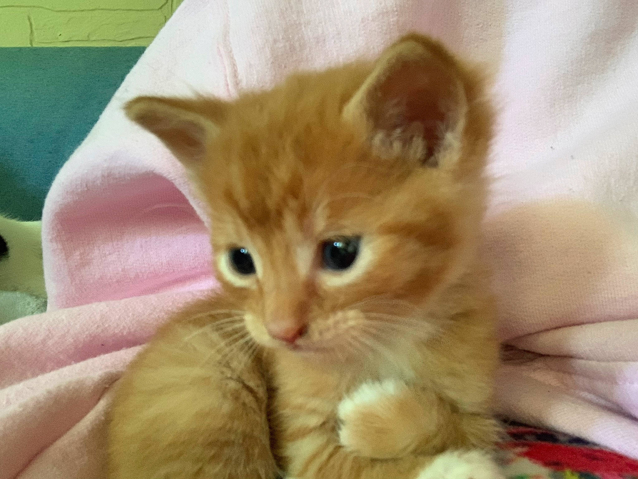 Beelzebub joined the competition — help win amazing prizes! carnivore, cat, claw, comfort, domestic_short_haired_cat, ear, fawn, felidae, fur, iris, paw, sitting, small_to_medium_sized_cats, snout, tail, whiskers