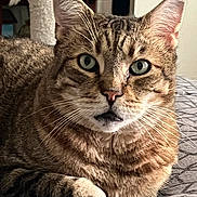 Joey joined the competition — help win amazing prizes! cat, tabby, pet, indoor, close_up, bed, whiskers, fur, green_eyes, relaxed, scratching_post, animal, feline, portrait, resting, household, cozy, cute, paw, looking