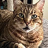 cat, tabby, pet, indoor, close_up, bed, whiskers, fur, green_eyes, relaxed, scratching_post, animal, feline, portrait, resting, household, cozy, cute, paw, looking