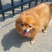 Dior is registered to the contest to win money with this photo: dog, pomeranian, fluffy, tongue_out, sidewalk, shadow, metal_fence, outdoor, sunny, pet, canine, small_dog, walking, fur, animal, daylight, closeup, cute, friendly, companion