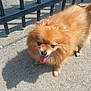 dog, pomeranian, fluffy, tongue_out, sidewalk, shadow, metal_fence, outdoor, sunny, pet, canine, small_dog, walking, fur, animal, daylight, closeup, cute, friendly, companion