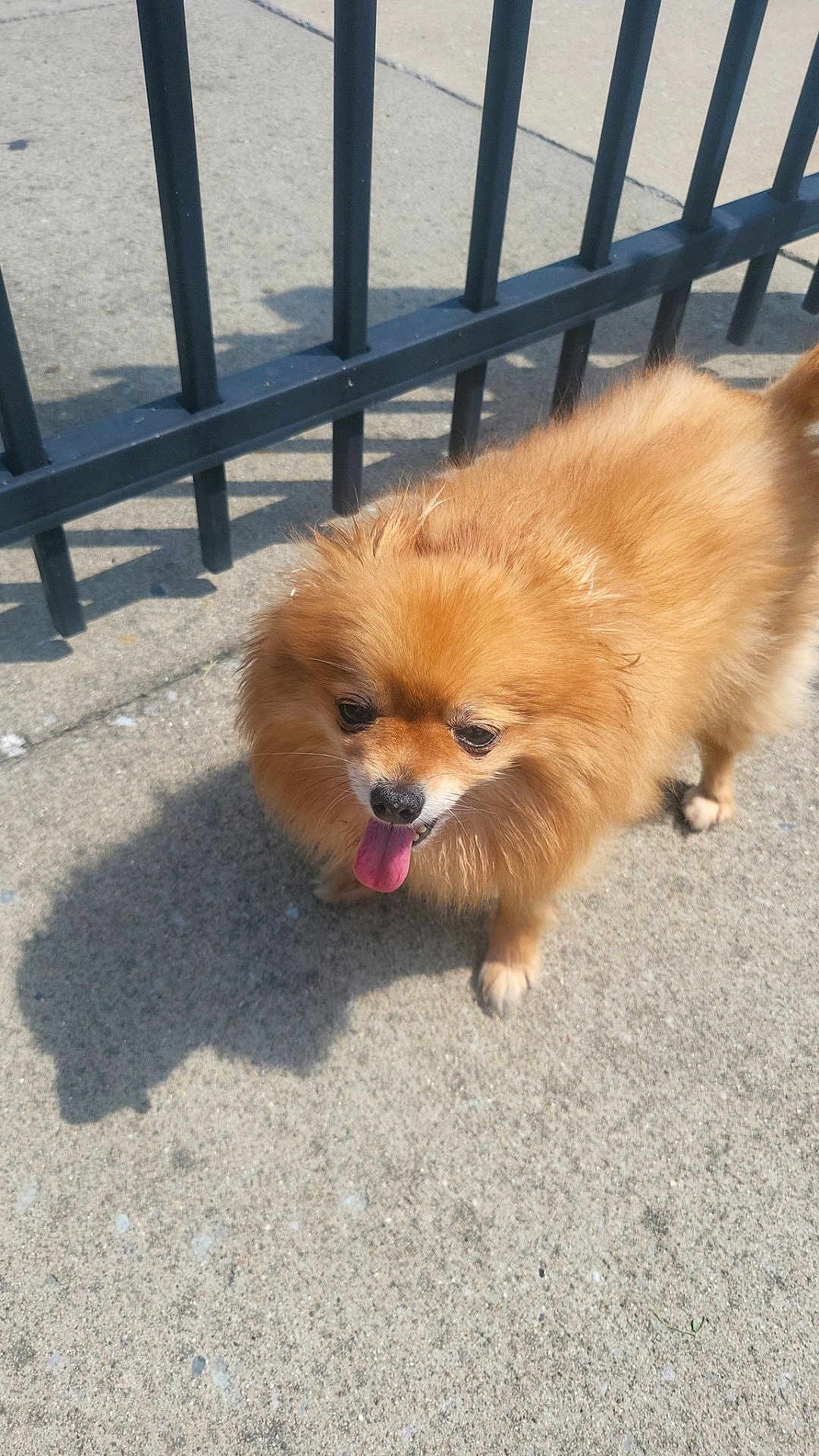 Dior is registered to the contest to win money with this photo: dog, pomeranian, fluffy, tongue_out, sidewalk, shadow, metal_fence, outdoor, sunny, pet, canine, small_dog, walking, fur, animal, daylight, closeup, cute, friendly, companion
