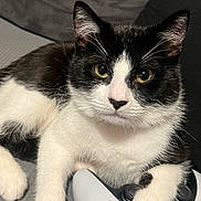 Chopper joined the competition — help win amazing prizes! cat, black_and_white, pet, gaming_controller, paw, indoor, close_up, relaxed, cute, feline, whiskers, face, ears, fur, couch, technology, gaming, playful, animal, domestic