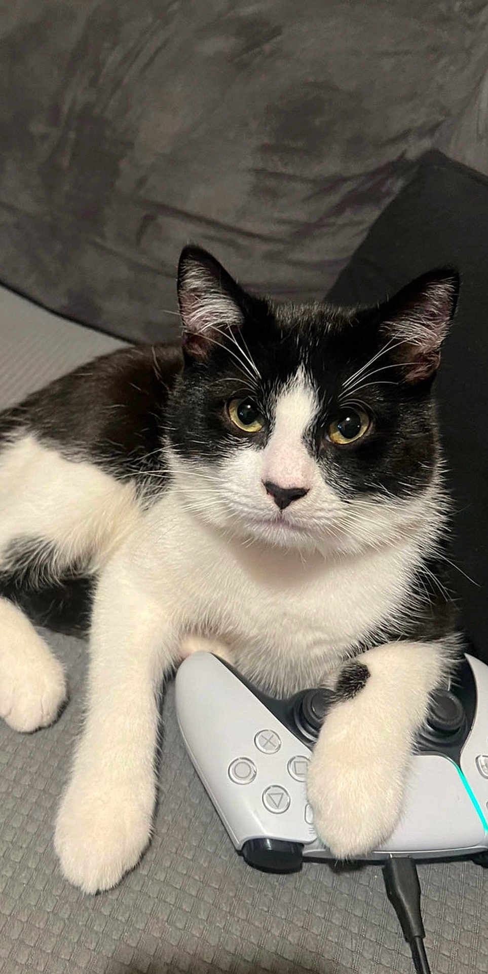Chopper a rejoint le concours — aidez-le/la à gagner de superbes lots ! cat, black_and_white, pet, gaming_controller, paw, indoor, close_up, relaxed, cute, feline, whiskers, face, ears, fur, couch, technology, gaming, playful, animal, domestic