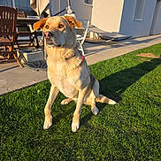 Sun a rejoint le concours — aidez-le/la à gagner de superbes lots ! animal, backyard, building, canine, chair, collar, daylight, dog, ears, furniture, grass, lawn, nature, outdoor, pet, shadow, sitting, sunlight, table, window