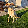 animal, backyard, building, canine, chair, collar, daylight, dog, ears, furniture, grass, lawn, nature, outdoor, pet, shadow, sitting, sunlight, table, window