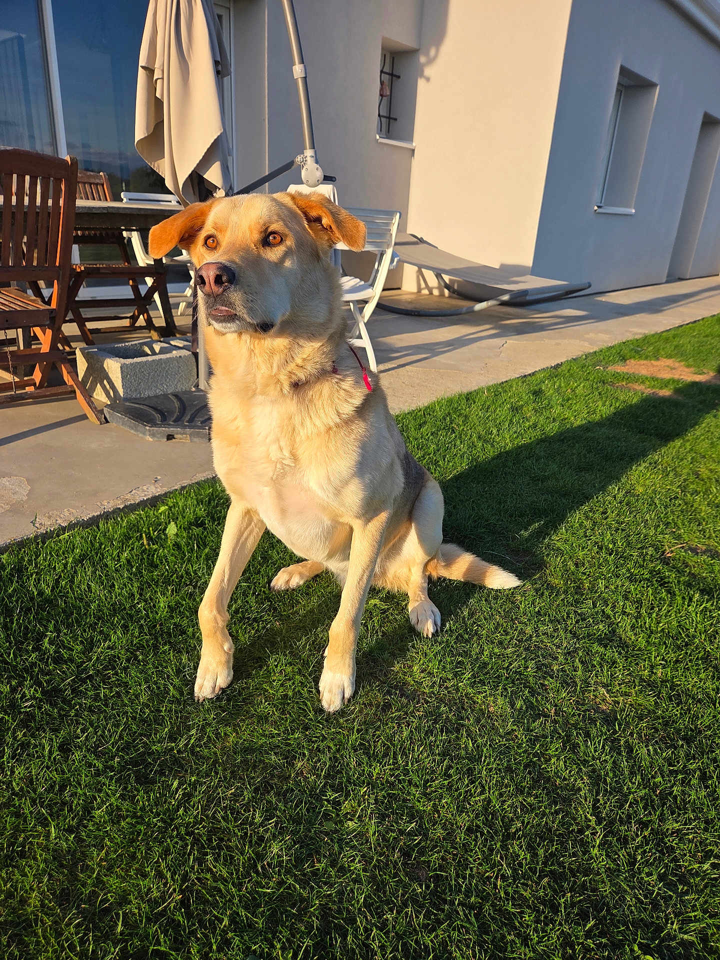 Sun a rejoint le concours — aidez-le/la à gagner de superbes lots ! animal, backyard, building, canine, chair, collar, daylight, dog, ears, furniture, grass, lawn, nature, outdoor, pet, shadow, sitting, sunlight, table, window