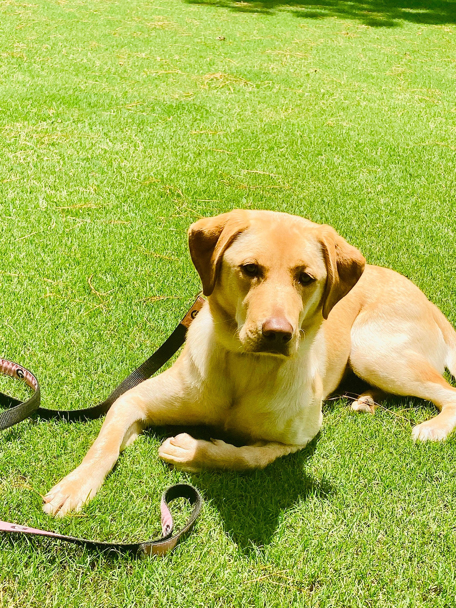 Sadie Mae is registered to the contest to win money with this photo: broholmer, canidae, carnivore, companion_dog, dog, dog_breed, fawn, grass, hunting_dog, labrador_retriever, lawn, mammal, plant, pointing_breed, portuguese_pointer, retriever, rhodesian_ridgeback, sporting_group, vertebrate, vizsla