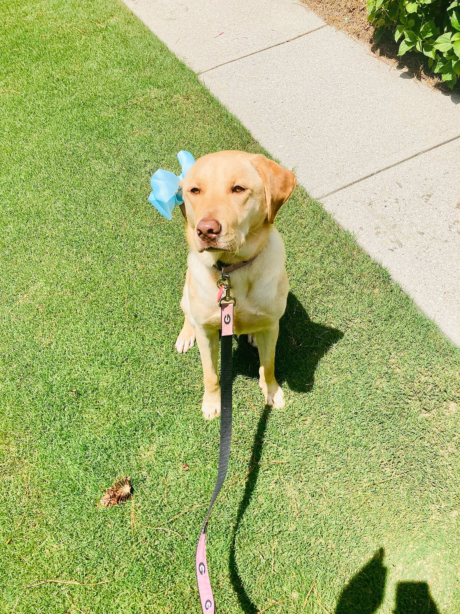 Sadie Mae is registered to the contest to win money with this photo: adventure, canidae, carnivore, companion_dog, dog, dog_breed, dog_walking, fawn, grass, labrador_retriever, lawn, leash, puppy, retriever, sporting_group, tail