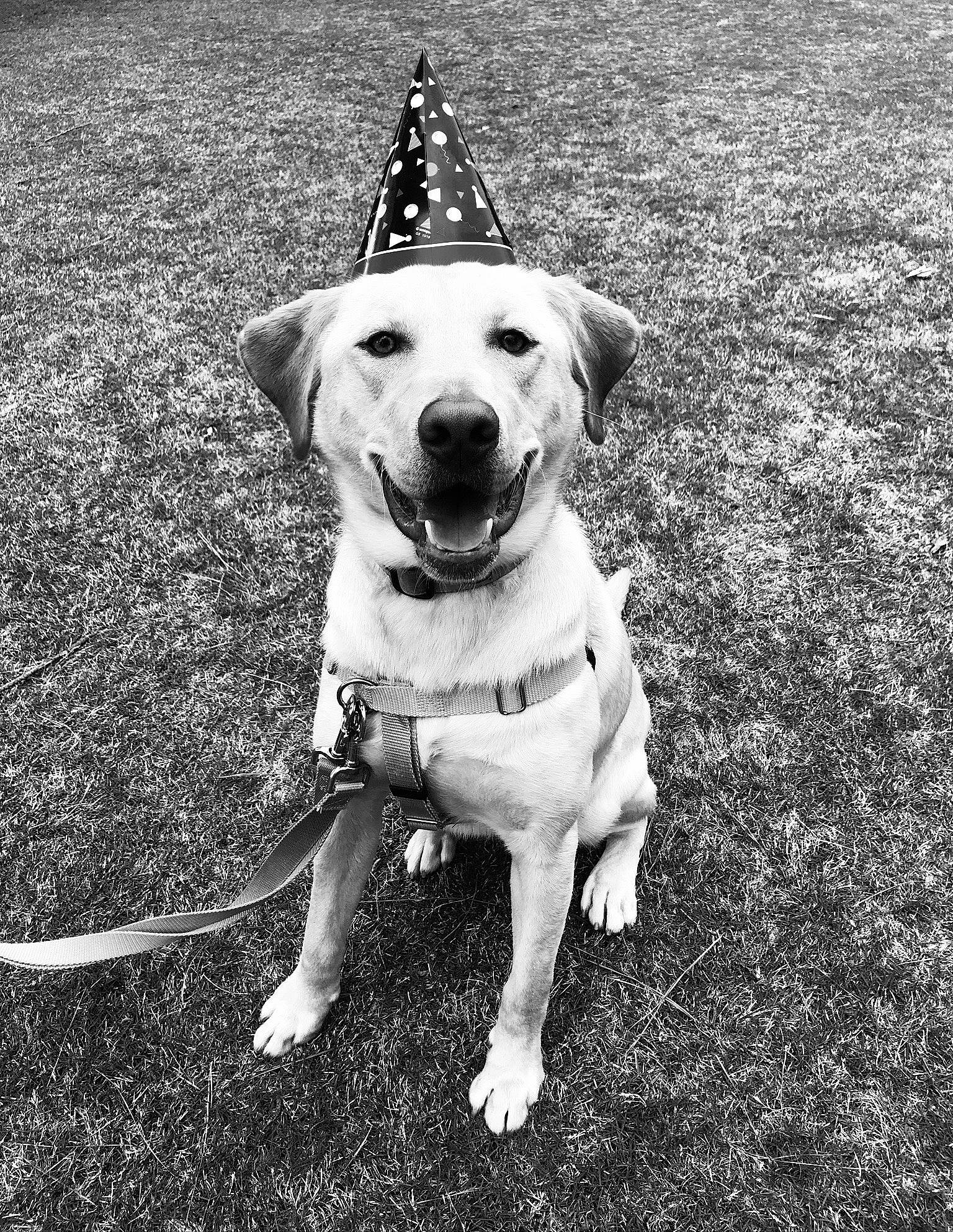 Sadie Mae joined the competition — help win amazing prizes! black, black_and_white, canidae, carnivore, companion_dog, dog, dog_breed, grass, labrador_retriever, mammal, monochrome, monochrome_photography, photography, puppy, rare_breed_dog, retriever, sitting, snout, sporting_group, white