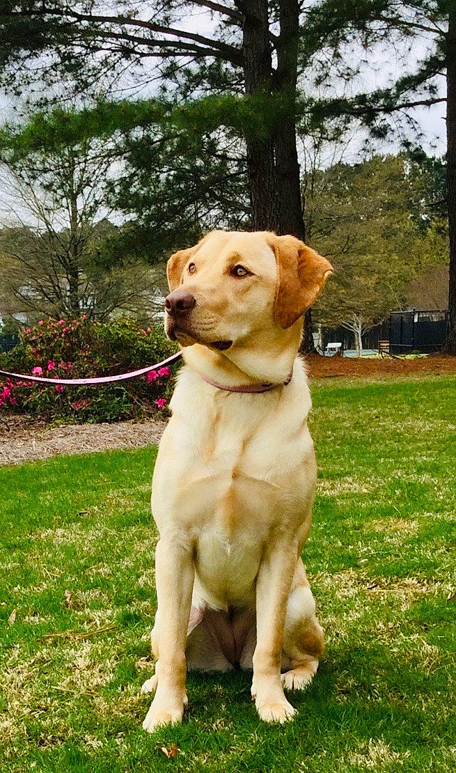 Sadie Mae joined the competition — help win amazing prizes! ancient_dog_breeds, broholmer, canidae, carnivore, companion_dog, dog, dog_breed, fawn, hunting_dog, labrador_retriever, mammal, pointing_breed, retriever, snout, sporting_group, vertebrate