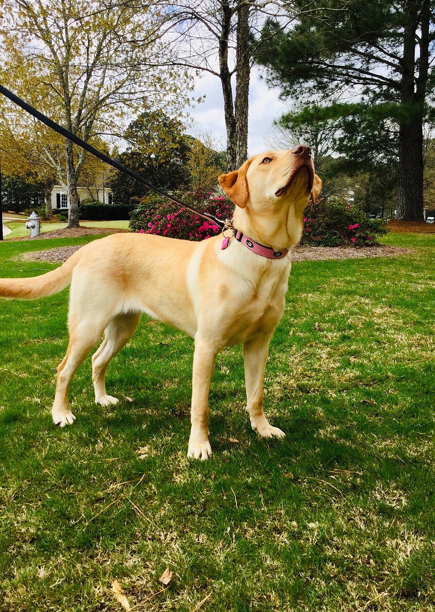 Sadie Mae is registered to the contest to win money with this photo: canidae, carnivore, companion_dog, dog, dog_breed, fawn, grass, hunting_dog, labrador_retriever, mammal, plant, retriever, sporting_group, tail, tree, vertebrate