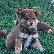 Billy a rejoint le concours — aidez-le/la à gagner de superbes lots ! puppy, dog, canine, fluffy, brown_fur, blue_eyes, sitting, grass, outdoors, backyard, garden, littermates, animal, pet, portrait, cute, alert, stones, fence, daylight