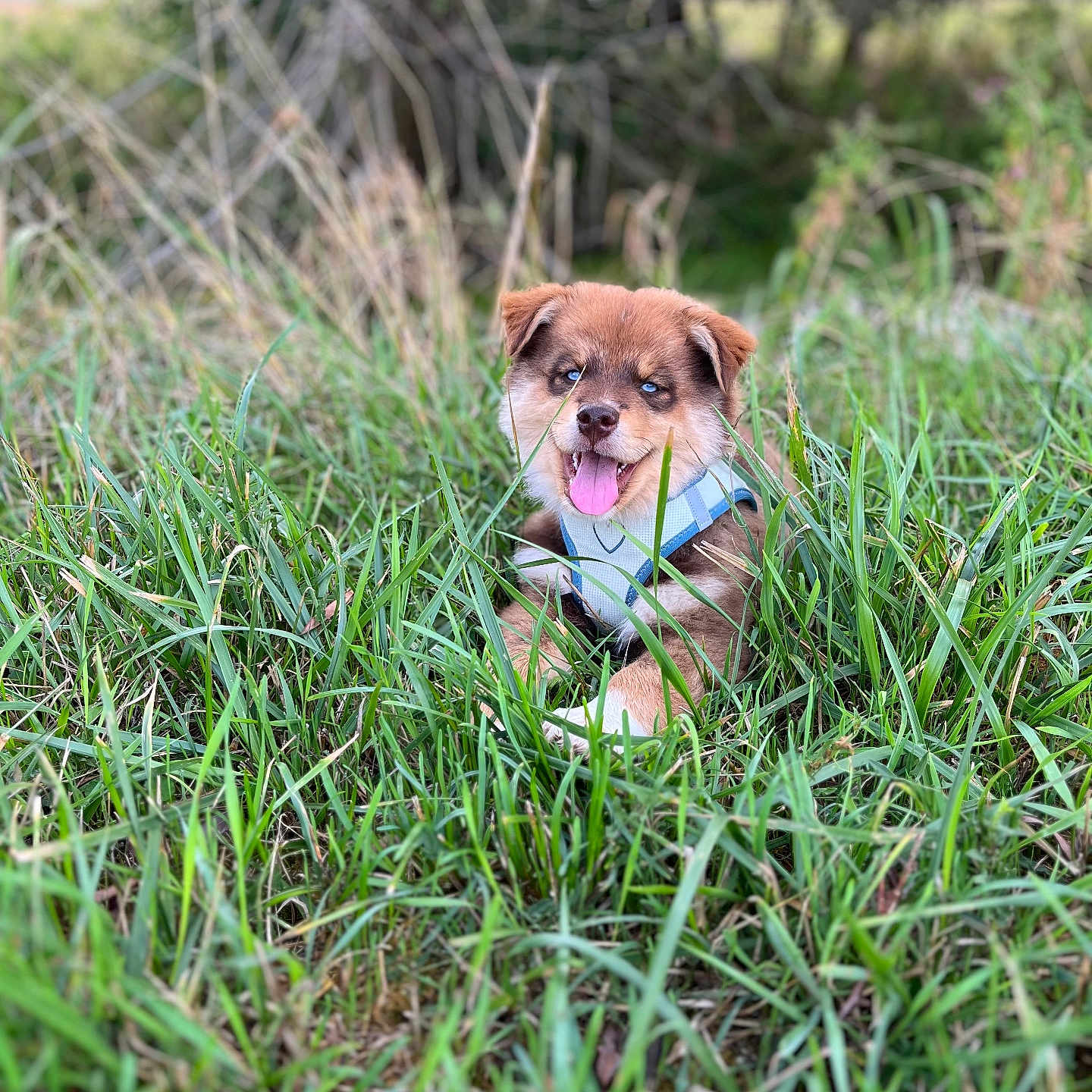 Billy participe au concours pour gagner de l'argent avec cette photo : puppy, dog, pet, animal, outdoor, grass, field, nature, greenery, harness, blue_harness, brown_fur, floppy_ears, open_mouth, happy, smiling, sitting, portrait, lawn, playful
