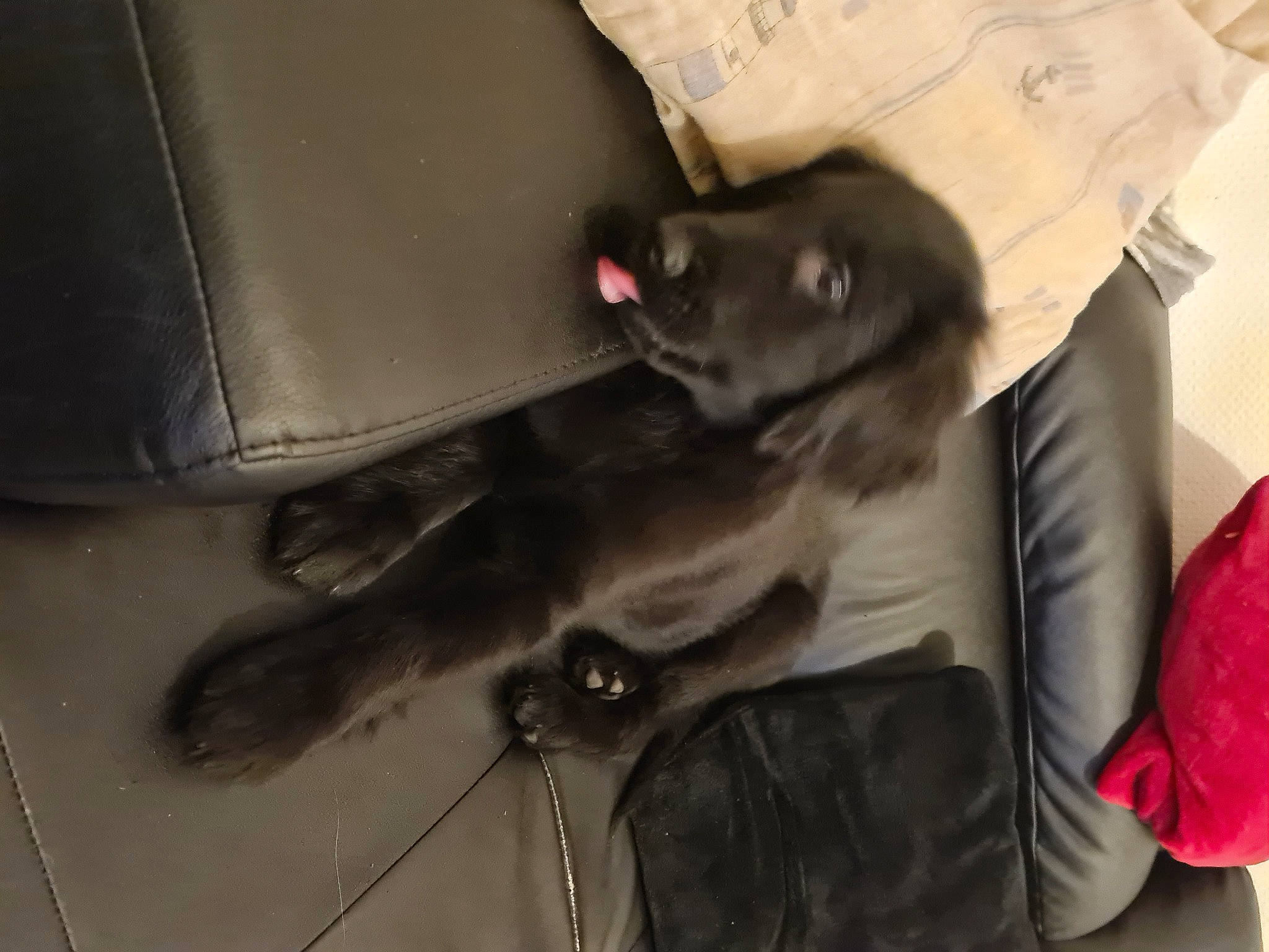 Rio a rejoint le concours — aidez-le/la à gagner de superbes lots ! black_cat, canidae, carnivore, collar, comfort, companion_dog, dog, dog_breed, domestic_short_haired_cat, felidae, fur, gesture, grey, guard_dog, paw, sitting, small_to_medium_sized_cats, sporting_group, tail, whiskers