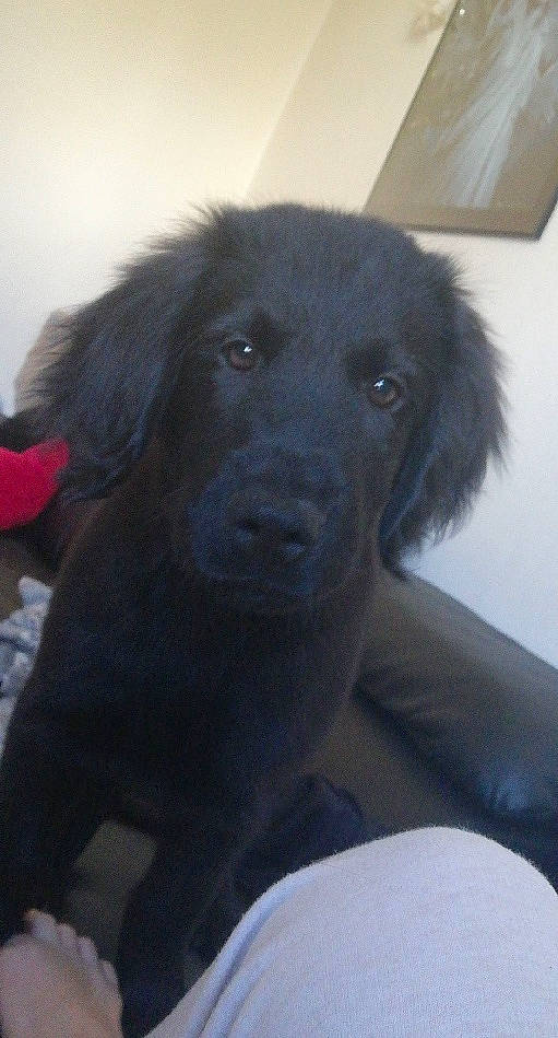 Rio participe au concours pour gagner de l'argent avec cette photo : borador, canidae, carnivore, companion_dog, dog, dog_breed, fur, mammal, natural_material, snout, sporting_group, terrestrial_animal, whiskers, working_animal, working_dog