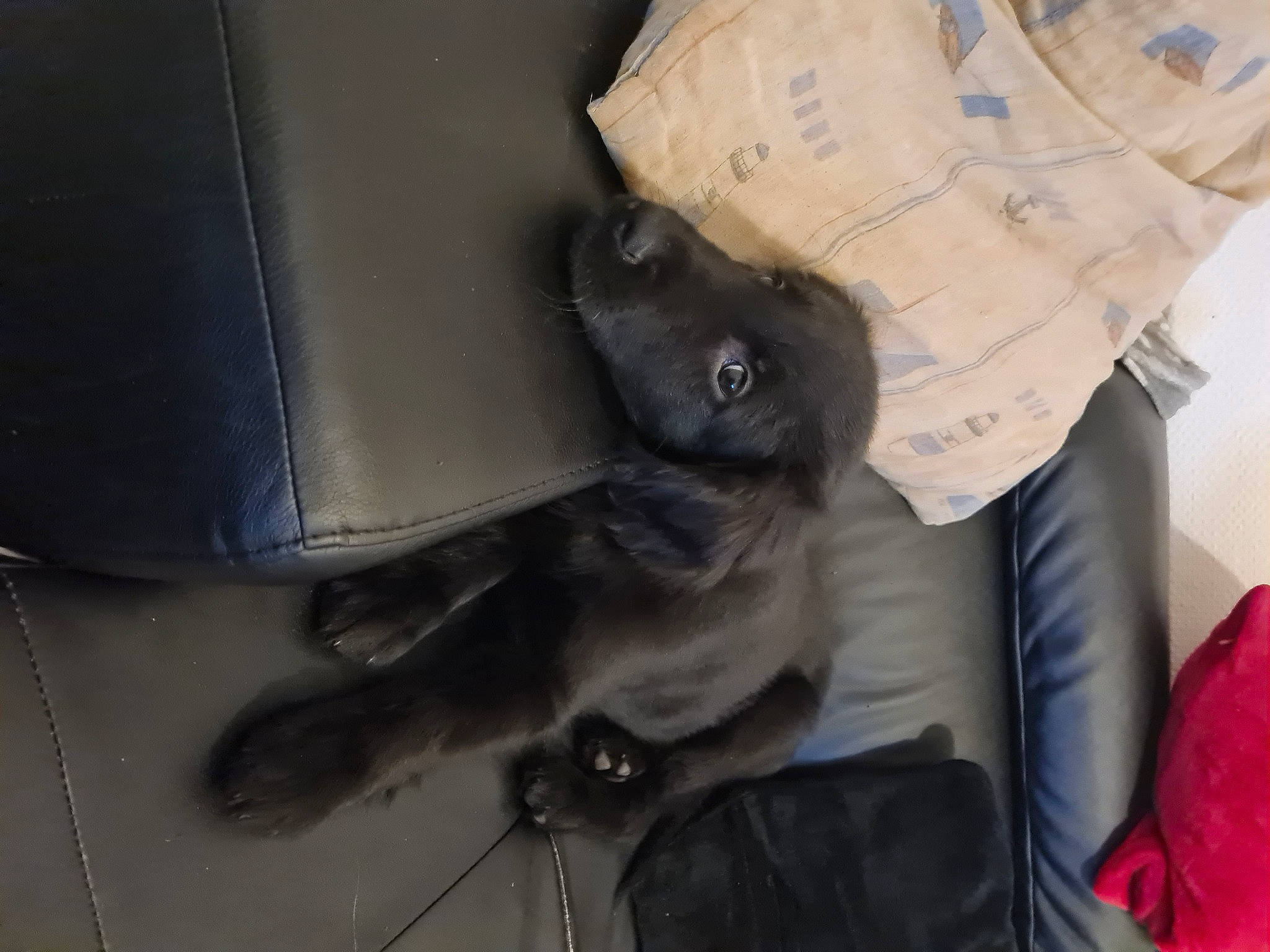 Rio a rejoint le concours — aidez-le/la à gagner de superbes lots ! bag, canidae, carnivore, comfort, companion_dog, dog_breed, domestic_short_haired_cat, felidae, fur, grey, guard_dog, personal_protective_equipment, room, small_to_medium_sized_cats, snout, sporting_group, tail, whiskers