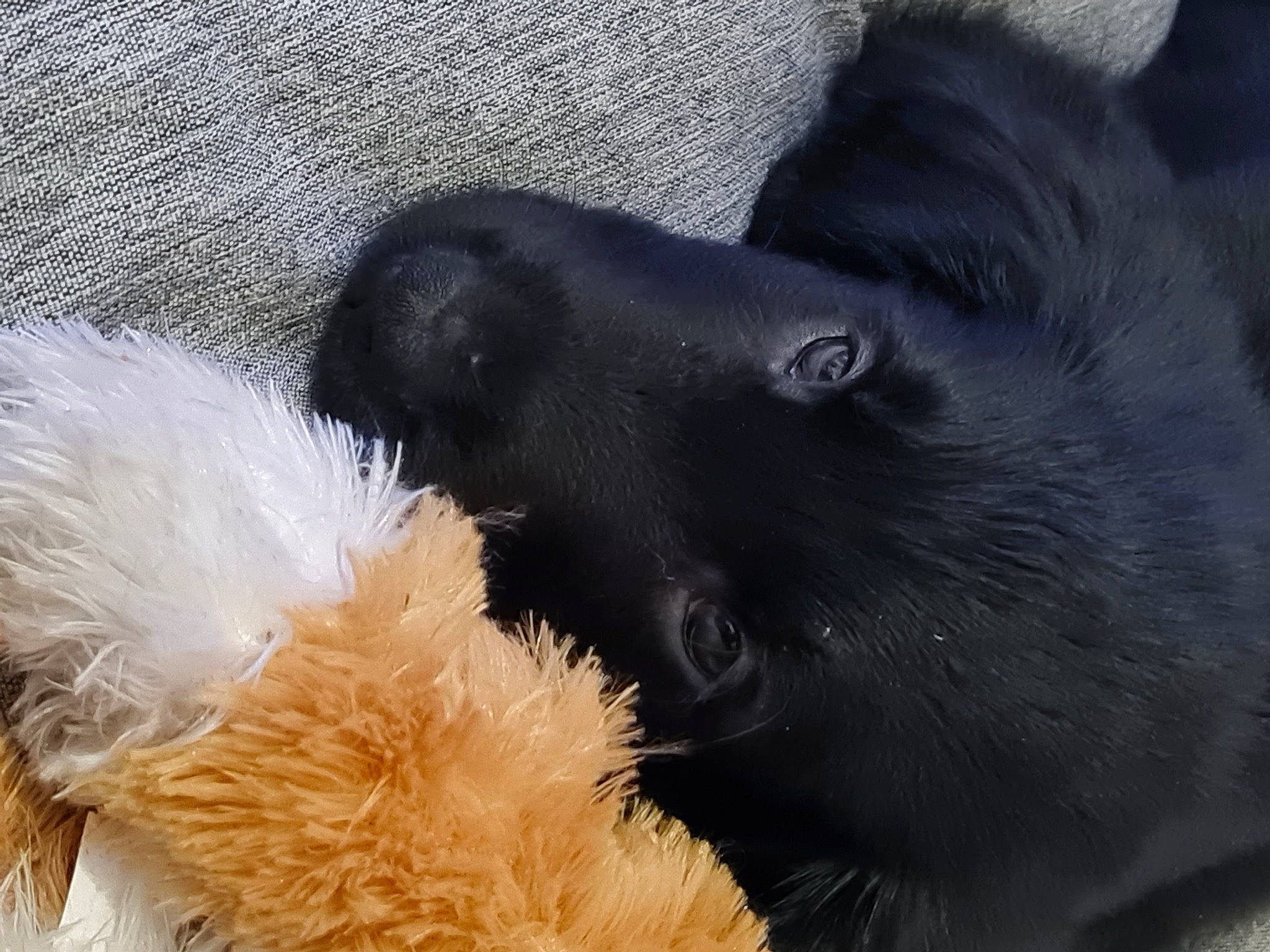 Rio participe au concours pour gagner de l'argent avec cette photo : canidae, carnivore, companion_dog, dog_breed, fur, paw, snout, sporting_group, tail, terrestrial_animal, toy, whiskers, working_animal