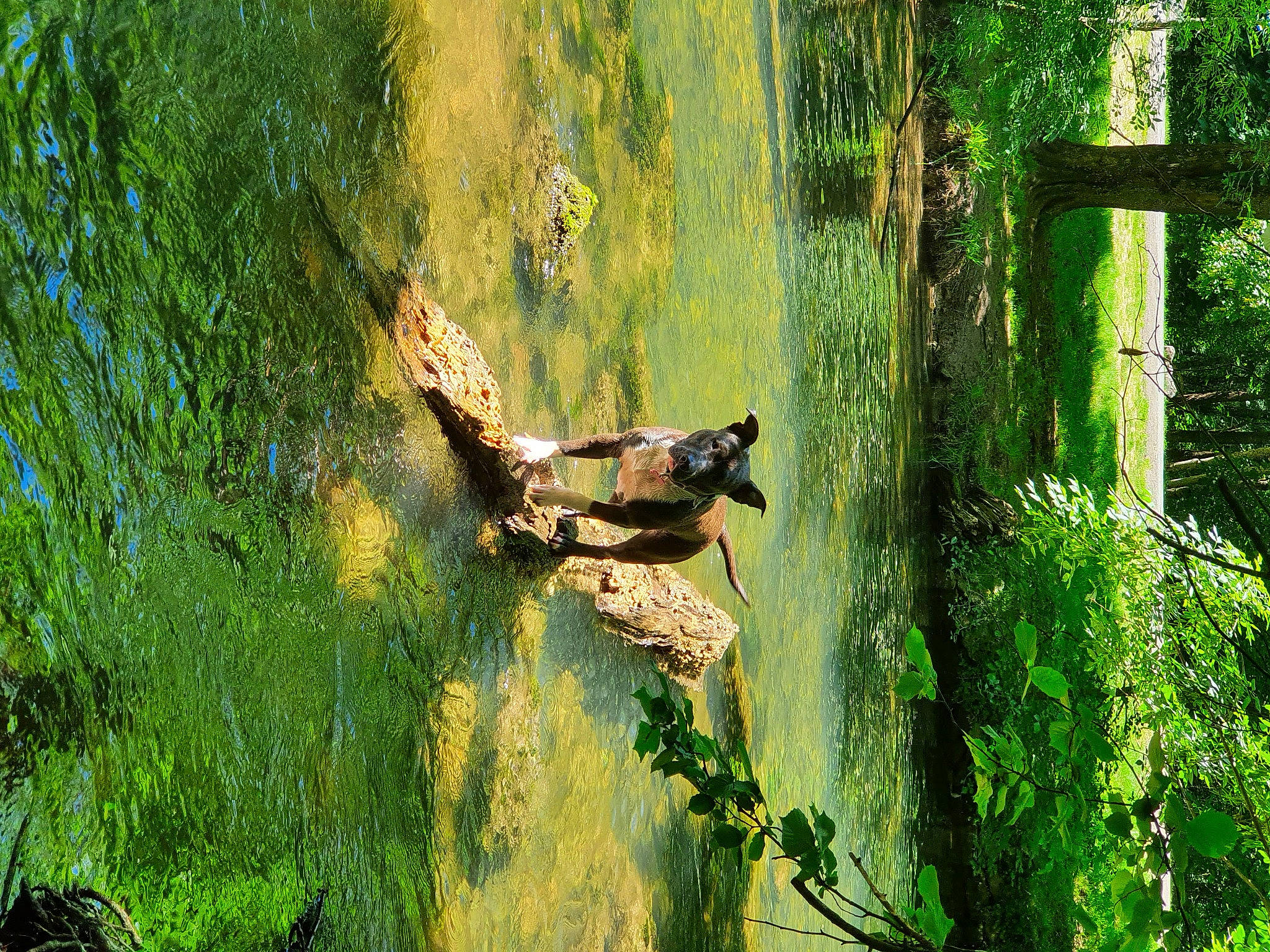 Faya participe au concours pour gagner de l'argent avec cette photo : biome, body_of_water, deciduous, ecoregion, forest, grass, grass_family, landscape, leisure, natural_landscape, people_in_nature, plant, plant_community, tints_and_shades, tree, trunk, water, watercourse, wood, woody_plant