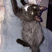 Stormy is registered to the contest to win money with this photo: kitten, cat, black_cat, blue_eyes, fluffy, pet, animal, feline, cute, lying_down, blanket, bed, cozy, indoor, resting, fur, paw, whiskers, sleepy, young