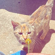 Kali joined the competition — help win amazing prizes! cat, flower, hand, shoe, blue_croc, concrete, sunlight, pet, animal, outdoor, curious, sniffing, paw, tail, person, footwear, yellow_flower, closeup, daylight, domestic_cat