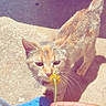 cat, flower, hand, shoe, blue_croc, concrete, sunlight, pet, animal, outdoor, curious, sniffing, paw, tail, person, footwear, yellow_flower, closeup, daylight, domestic_cat