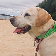 Marley participe au concours pour gagner de l'argent avec cette photo : dog, labrador, beach, sand, green_bandana, panting, close_up, outdoor, pet, canine, animal, collar, leash, nature, sky, water, trees, cloudy, happy, profile_view