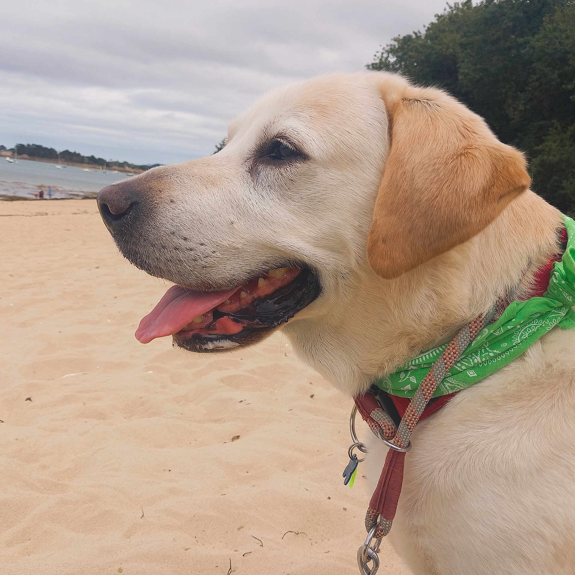 Marley participe au concours pour gagner de l'argent avec cette photo : dog, labrador, beach, sand, green_bandana, panting, close_up, outdoor, pet, canine, animal, collar, leash, nature, sky, water, trees, cloudy, happy, profile_view