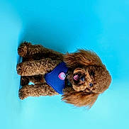 Sevyn is registered to the contest to win money with this photo: dog, poodle, brown, curly_fur, pet, animal, blue_background, harness, cute, portrait, studio, smiling, friendly, fluffy, domestic_animal, canine, indoor, adorable, mammal, companion