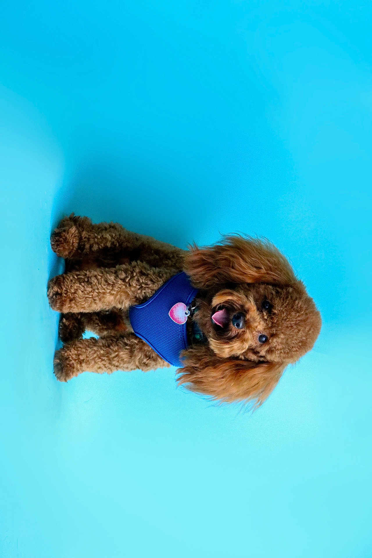 Sevyn is registered to the contest to win money with this photo: dog, poodle, brown, curly_fur, pet, animal, blue_background, harness, cute, portrait, studio, smiling, friendly, fluffy, domestic_animal, canine, indoor, adorable, mammal, companion