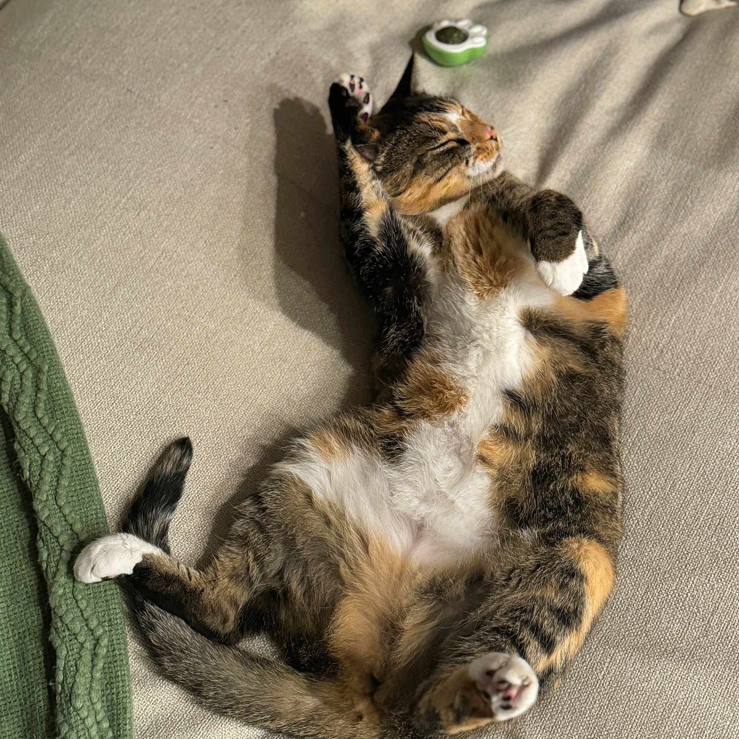 Hazel is registered to the contest to win money with this photo: animal, cat, couch, cozy, cute, domestic_animal, feline, fur, indoor, mammal, paw, pet, relaxed, resting, sleep, sleeping, stretching, tabby, whiskers, white_paws