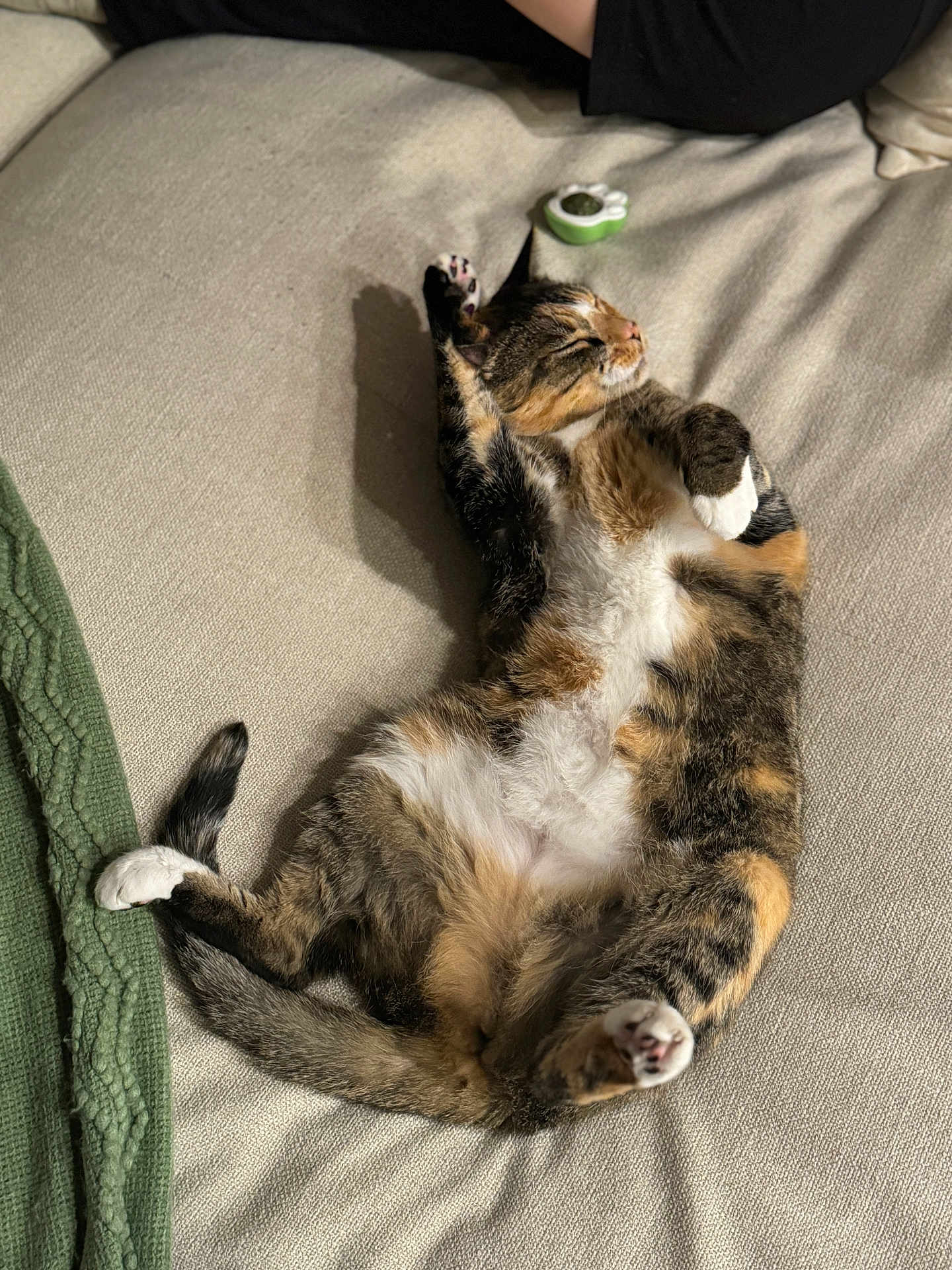 Hazel