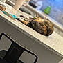 animal, blurred_background, calico_cat, calm, cat, chair, comb, countertop, cozy, domestic, furniture, household, indoor, kitchen, mug, pet, relaxing, resting, side_view, table