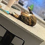 Hazel is registered to the contest to win money with this photo: animal, appliance, black_chair, blurred_background, cat, comfort, countertop, domestic, electric_outlet, feline, fur, home, indoor, kitchen, lazy, paw, relaxed, resting, surface, tabby