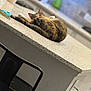 Hazel is registered to the contest to win money with this photo: animal, appliance, bar_stool, blurred_background, calm, cat, cord, countertop, curious, domestic, feline, fur, household, indoor, kitchen, multicolored, pet, relaxed, resting, table