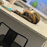 Hazel is registered to the contest to win money with this photo: animal, appliance, black_chair, blurred_background, calm, cat, chair, countertop, cozy, domestic, feline, fur, home, household, indoor, kitchen, pet, relaxing, resting, table