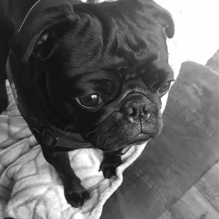 Blake is registered to the contest to win money with this photo: animal, bostonbull, boxer, bulldog, canine, dog, frenchbulldog, pet, pitbull, pug, puppy