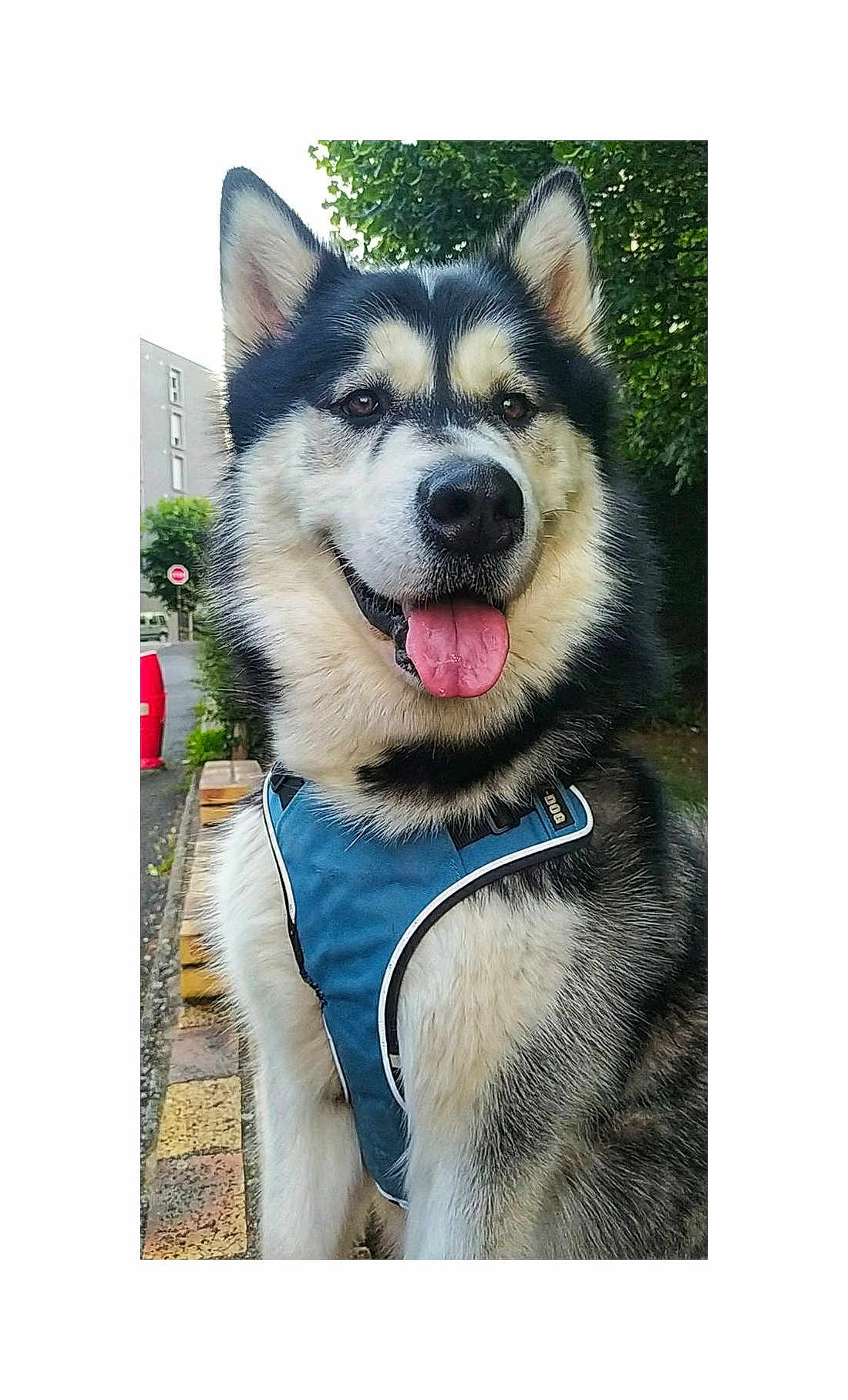 Pasha