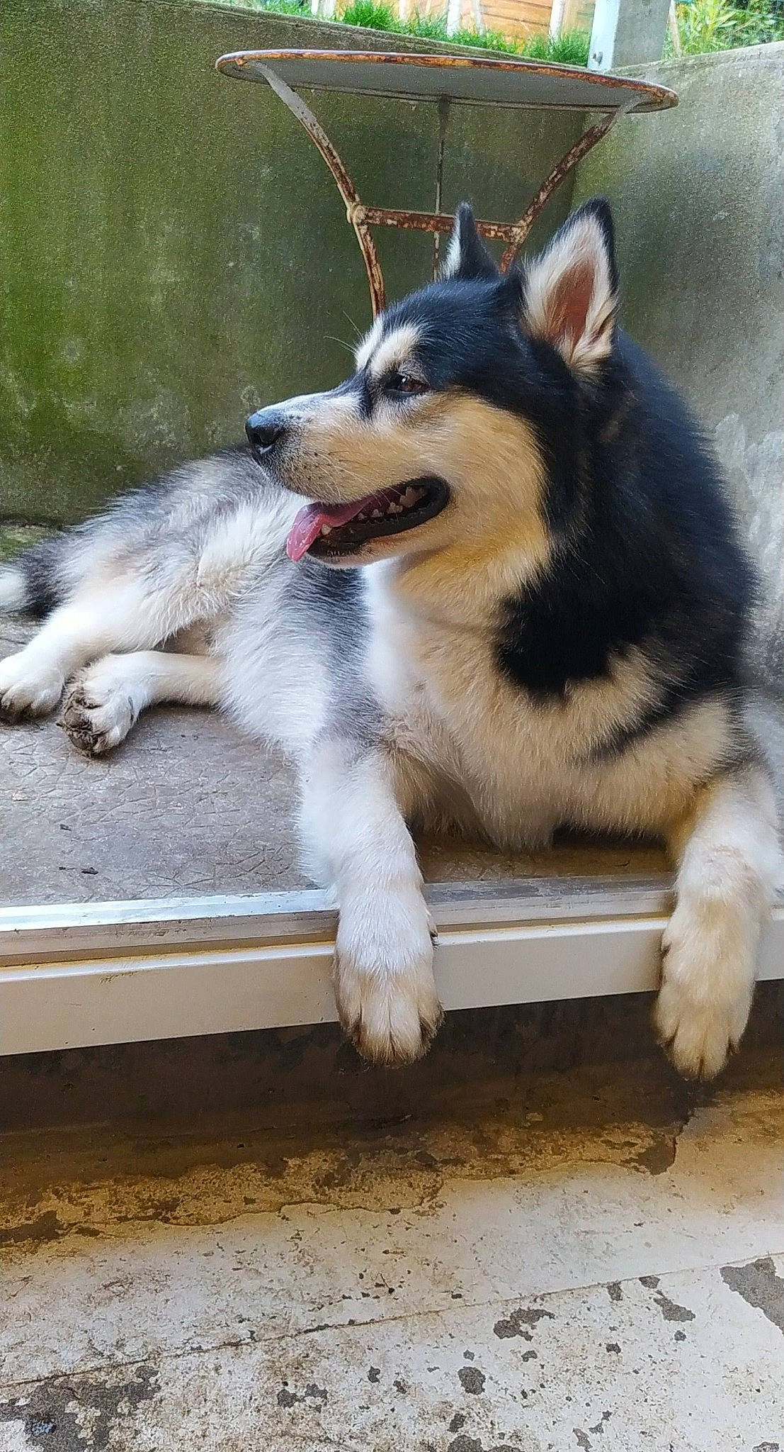 Pasha participe au concours pour gagner de l'argent avec cette photo : biting, canis, carnivore, collar, companion_dog, dog, dog_breed, dog_supply, foot, fur, herding_dog, paw, plant, road_surface, snout, sporting_group, tail, terrestrial_animal, working_animal, working_dog