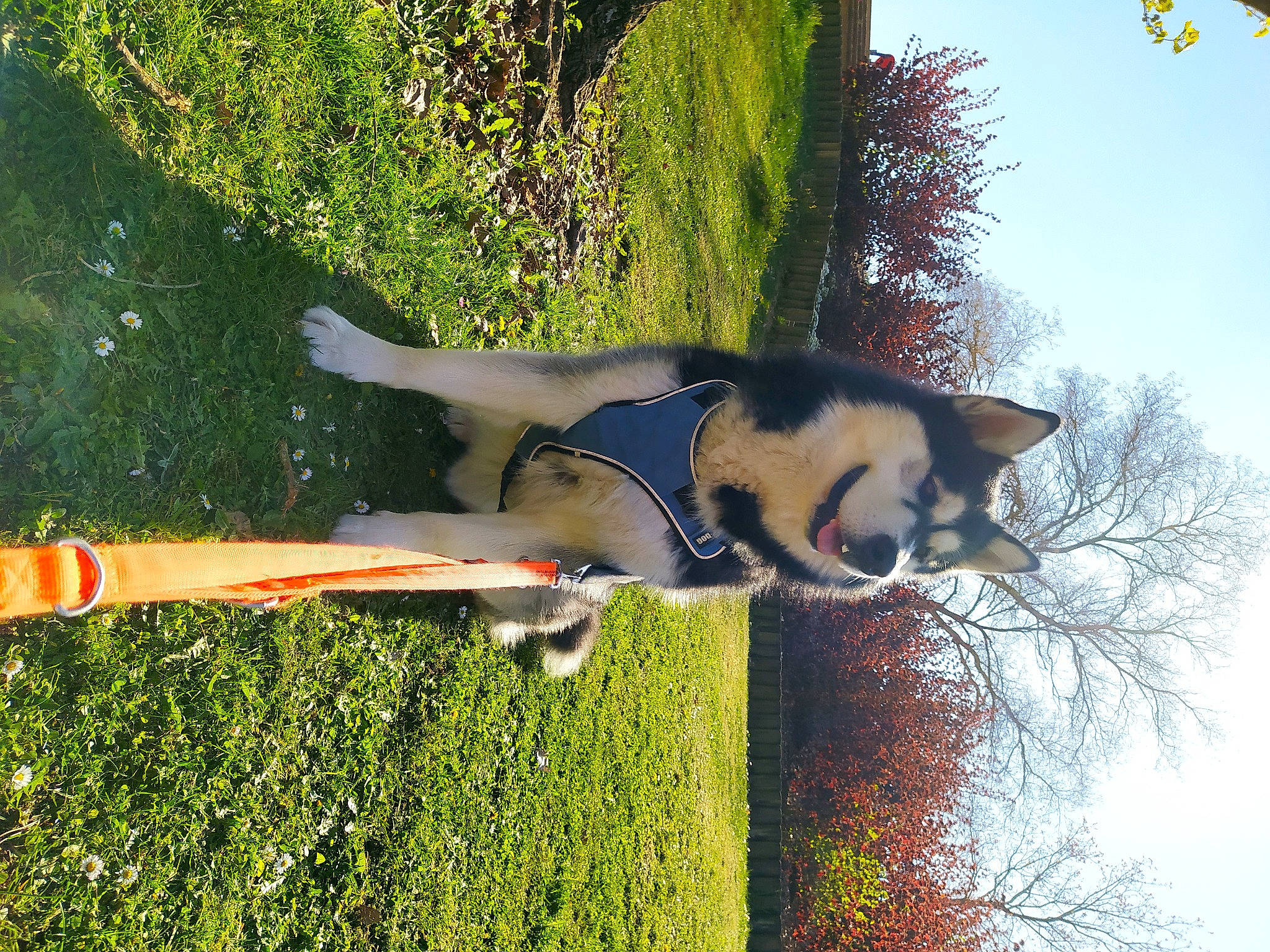 Pasha a rejoint le concours — aidez-le/la à gagner de superbes lots ! carnivore, dog, dog_breed, fawn, fun, grass, green, leisure, light, people_in_nature, photograph, plant, shrub, sky, sporting_group, sunlight, tail, tints_and_shades, tree, yellow
