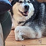 dog, alaskan_malamute, smiling, indoor, wooden_floor, furniture, couch, table, pet, canine, fur, happy, resting, animal, companion, household, cozy, large_dog, domestic, relaxed