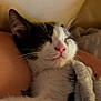 kitten, cat, black_and_white, sleeping, cozy, blanket, close_up, whiskers, pink_nose, fur, resting, cute, pet, indoor, relaxed, soft_texture, animal, young_cat, snuggling, comfort