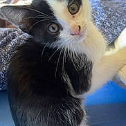 Apash participe au concours pour gagner de l'argent avec cette photo : kitten, cat, black_and_white, fur, whiskers, eyes, tail, pet, indoor, blanket, curious, cute, animal, small, young, sitting, feline, soft, closeup, adorable