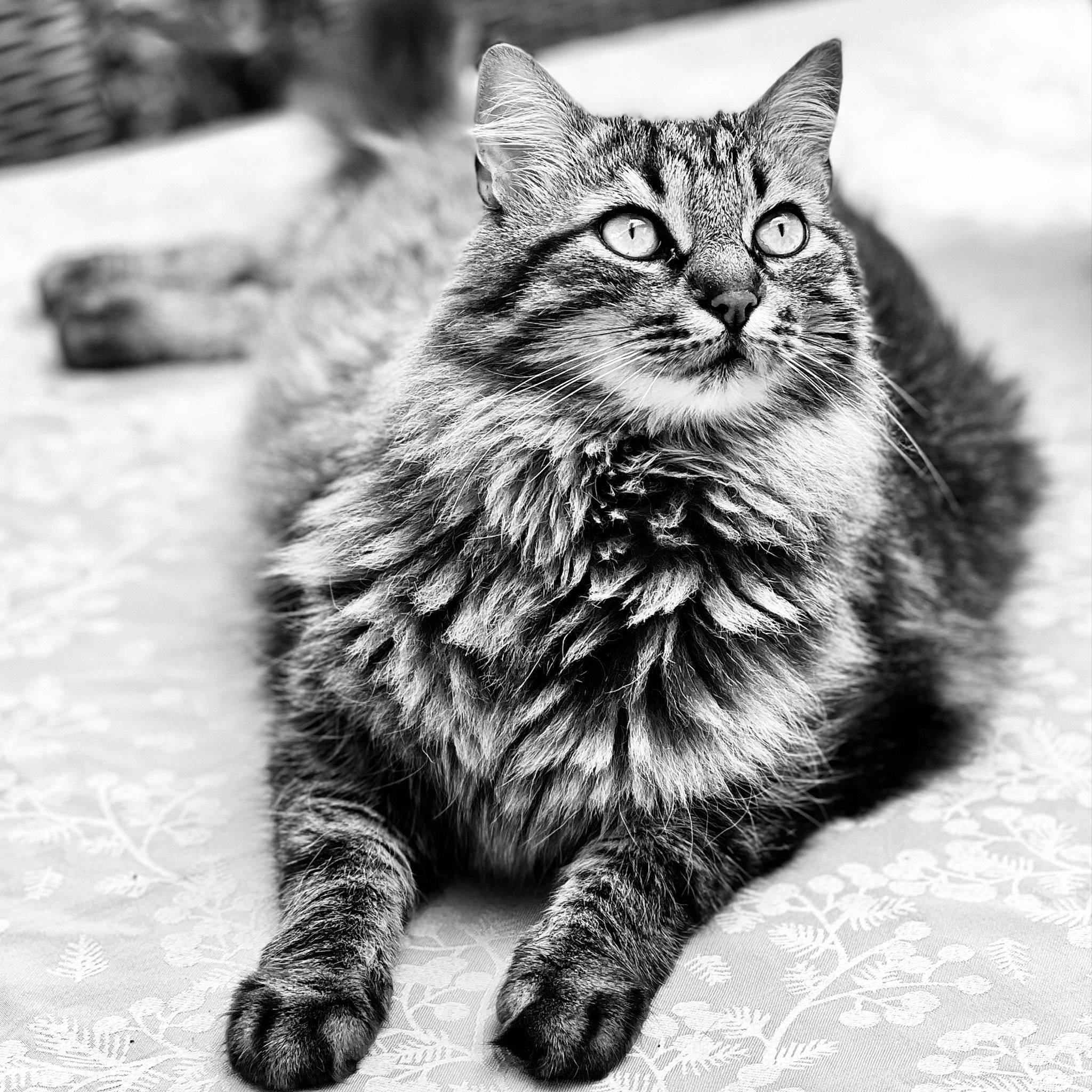 Goa a rejoint le concours — aidez-le/la à gagner de superbes lots ! art, black_and_white, carnivore, cat, claw, domestic_short_haired_cat, felidae, fur, grass, grey, monochrome, monochrome_photography, paw, sitting, small_to_medium_sized_cats, stock_photography, style, tail, terrestrial_animal, whiskers