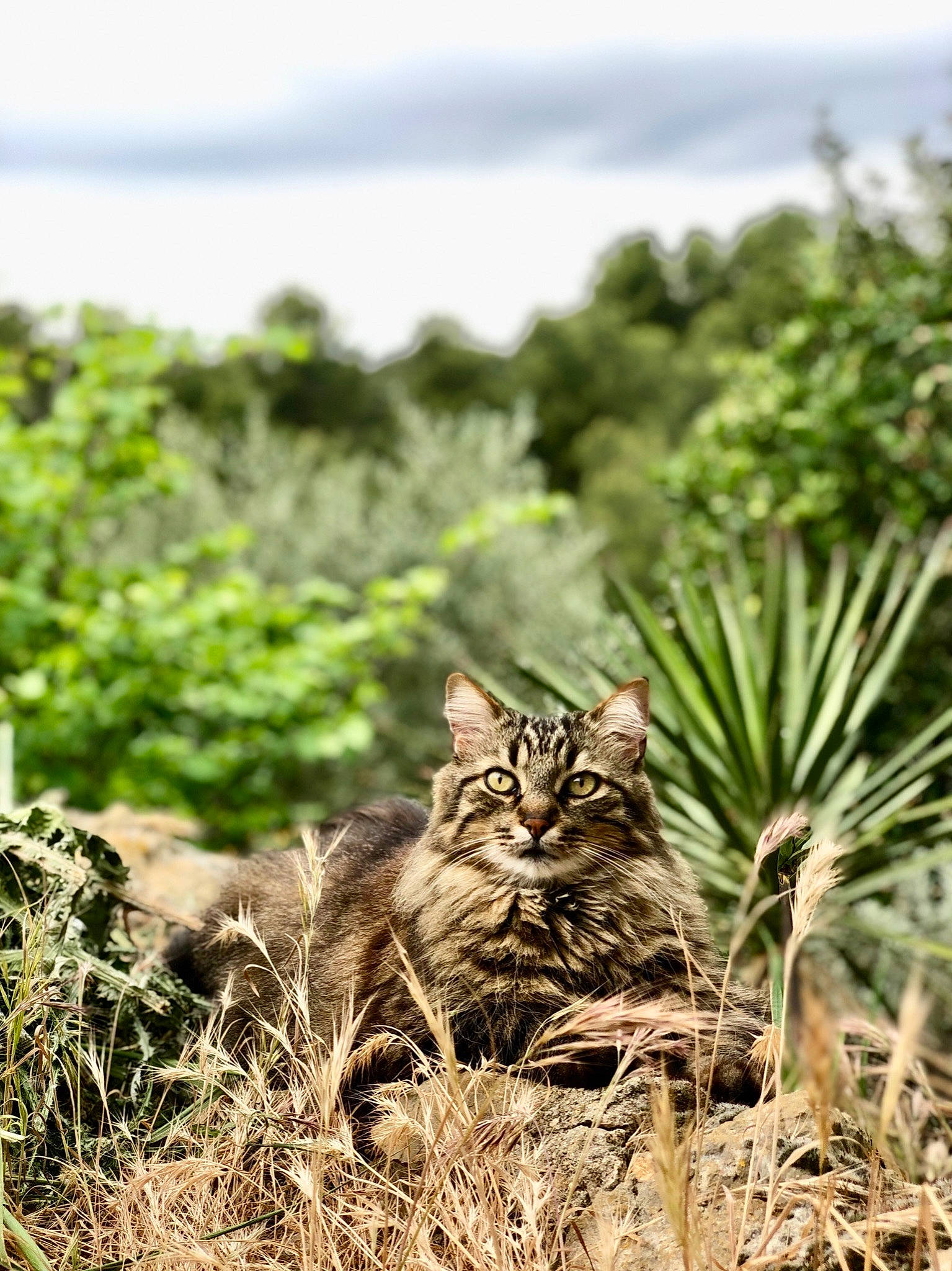 Goa a rejoint le concours — aidez-le/la à gagner de superbes lots ! carnivore, cat, domestic_short_haired_cat, felidae, grass, grass_family, grassland, landscape, natural_landscape, plant, plant_community, sky, small_to_medium_sized_cats, soil, terrestrial_animal, terrestrial_plant, tree, whiskers, wildlife, wood