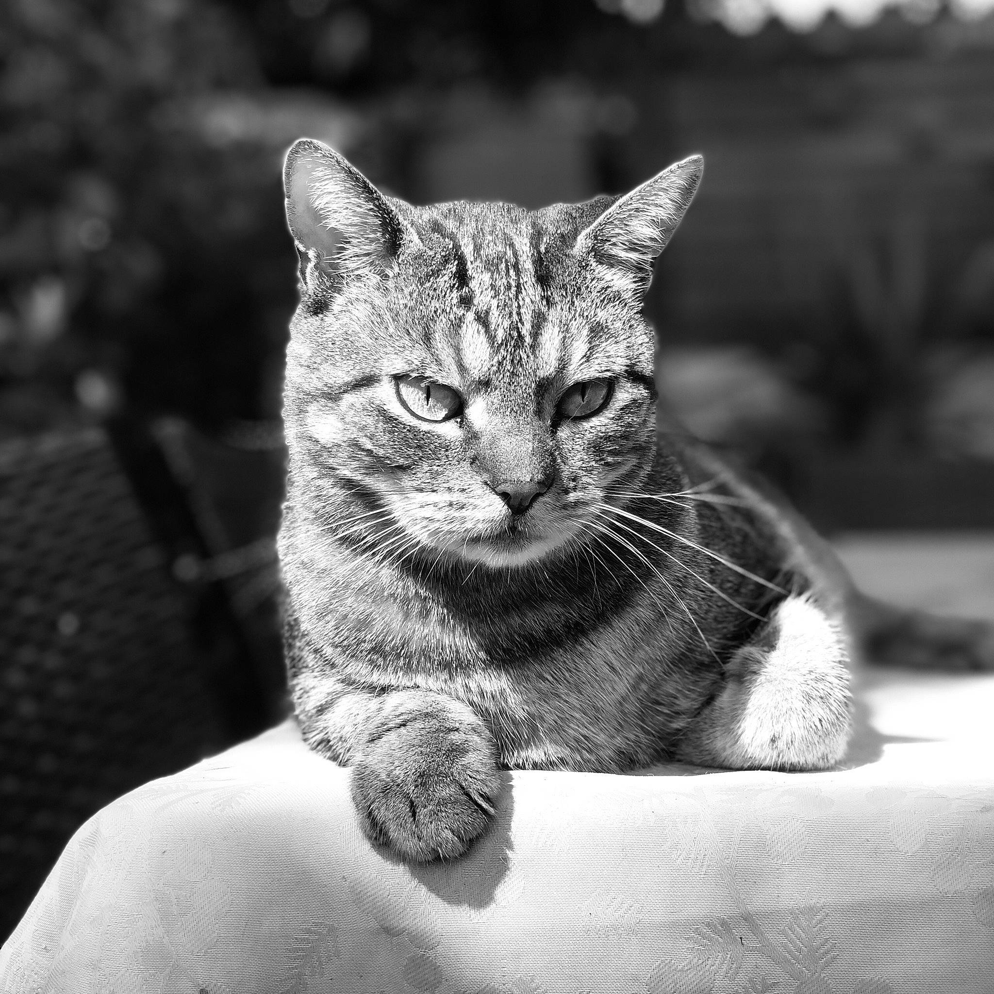 Truc a rejoint le concours — aidez-le/la à gagner de superbes lots ! black_and_white, carnivore, cat, close_up, eye, felidae, fur, grass, grey, head, human_body, leg, monochrome, monochrome_photography, small_to_medium_sized_cats, snout, style, whiskers, wildlife, window