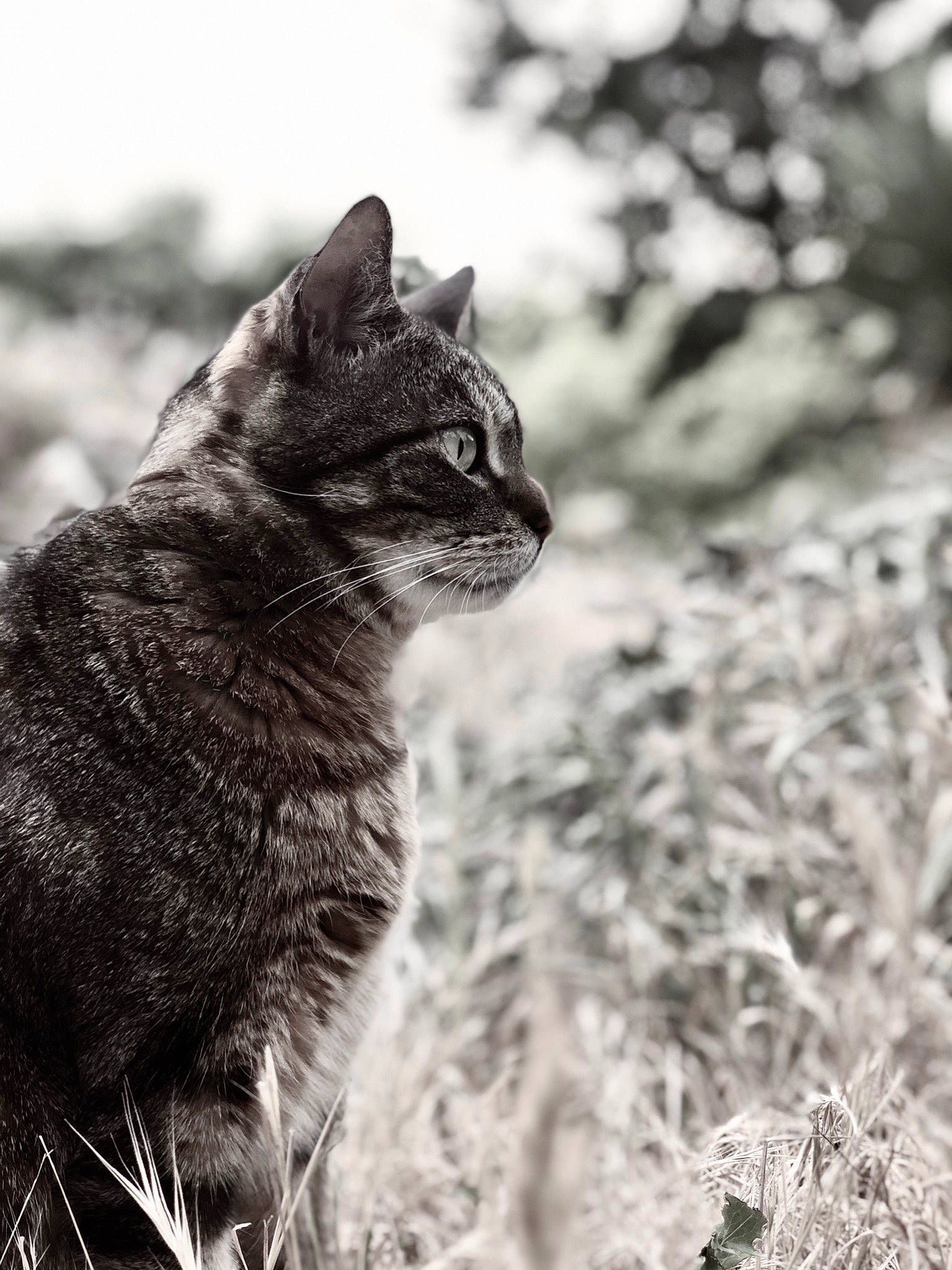 Truc a rejoint le concours — aidez-le/la à gagner de superbes lots ! black_and_white, carnivore, cat, domestic_short_haired_cat, eye, felidae, grass, grey, monochrome, monochrome_photography, plant, sky, small_to_medium_sized_cats, snout, style, tail, terrestrial_animal, tree, whiskers, wood